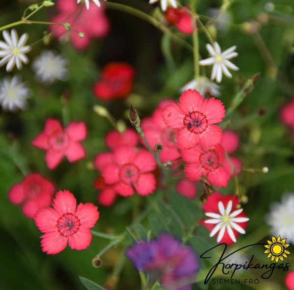 Ketoneilikka Ketoneilikka